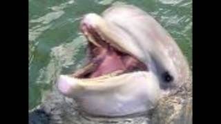 Lecția de engleză pentru copii-animale acvatice