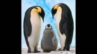 Lecția de engleză pentru copii  animale