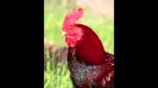 Lecția de engleză pentru copii-animalele