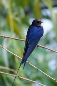 Rândunica - Elena Farago