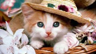 Pisicuța Zuzu - Sanda Ladosi