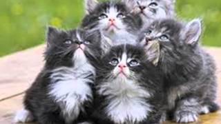 Cântec- Uf de i-ar vedea pisica