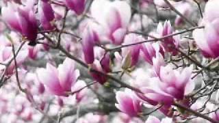 Cântec -Anotimpurile