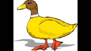 Cântec-Vine rața din coștei