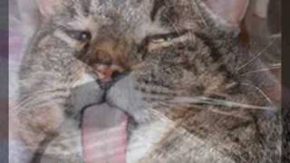 Cântec -Mâța șireată