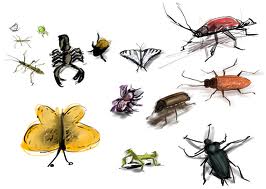 Ghicitori despre insecte