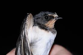 Fabula -Găina și rândunica