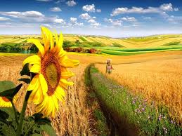 Ghicitoare despre vară