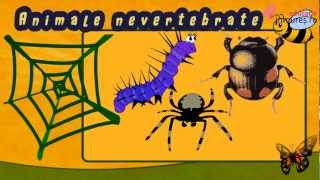 Recunoaște insectele