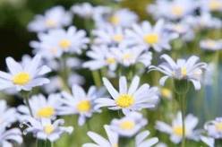 Concertul  primăverii-poezie de George Coșbuc