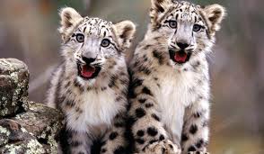 Poezia- În cușcă de Maria Gardin