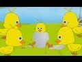 Cântecul Five Little Ducks Nursery Rhyme