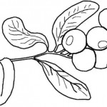 afine fructe toamna planse de colorat