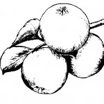 mere fructe toamna planse de colorat