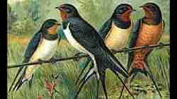 Copilul și rândunelele